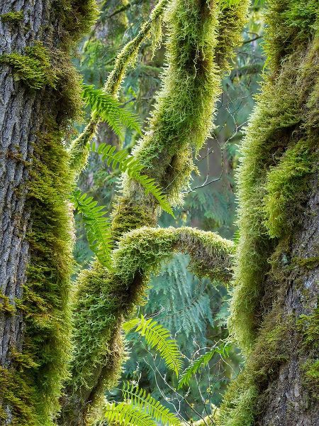 Wild, Jamie and Judy 아티스트의 Washington State-Tiger Mountain-Moss covered fir trees작품입니다.